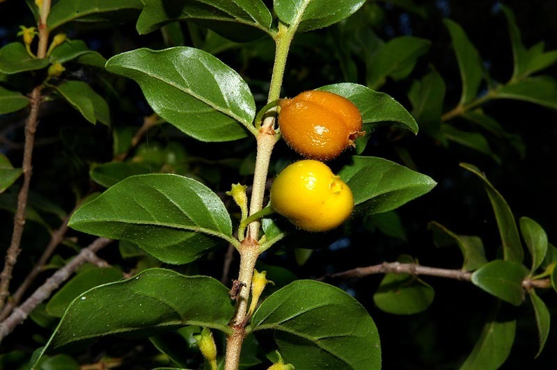 Roughleaf Turkeyberry
