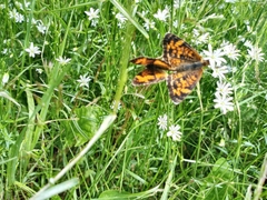 Phyciodes tharos image