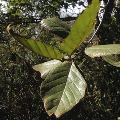 Alnus jorullensis