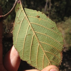 Alnus jorullensis