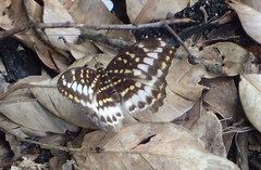 Lexias canescens