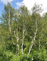 Betula pubescens pumila