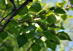 Betula pubescens pumila