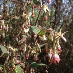 Brickellia nutanticeps