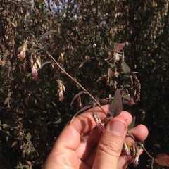 Brickellia nutanticeps