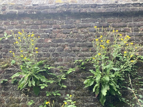 Cave Hawkweed (Hieracium spelaeum)