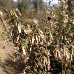 Brickellia nutanticeps