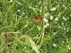 Phyciodes tharos image