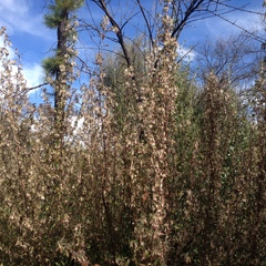 Brickellia nutanticeps
