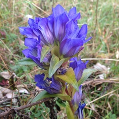 Gentiana spathacea