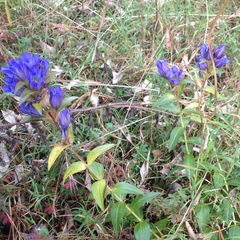 Gentiana spathacea