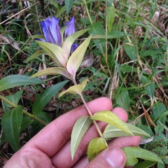 Gentiana spathacea