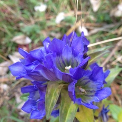 Gentiana spathacea