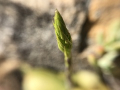 Holothrix schlechteriana