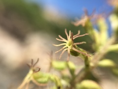 Holothrix schlechteriana