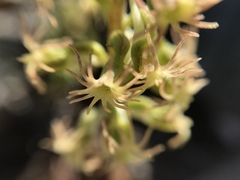 Holothrix schlechteriana