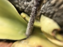 Holothrix schlechteriana