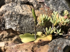 Holothrix schlechteriana