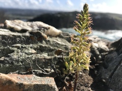 Holothrix schlechteriana