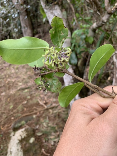 Kadua affinis