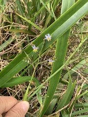Dianella sandwicensis