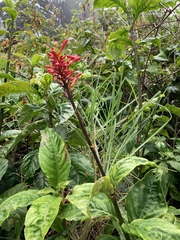 Odontonema