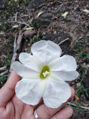 Ipomoea arborescens