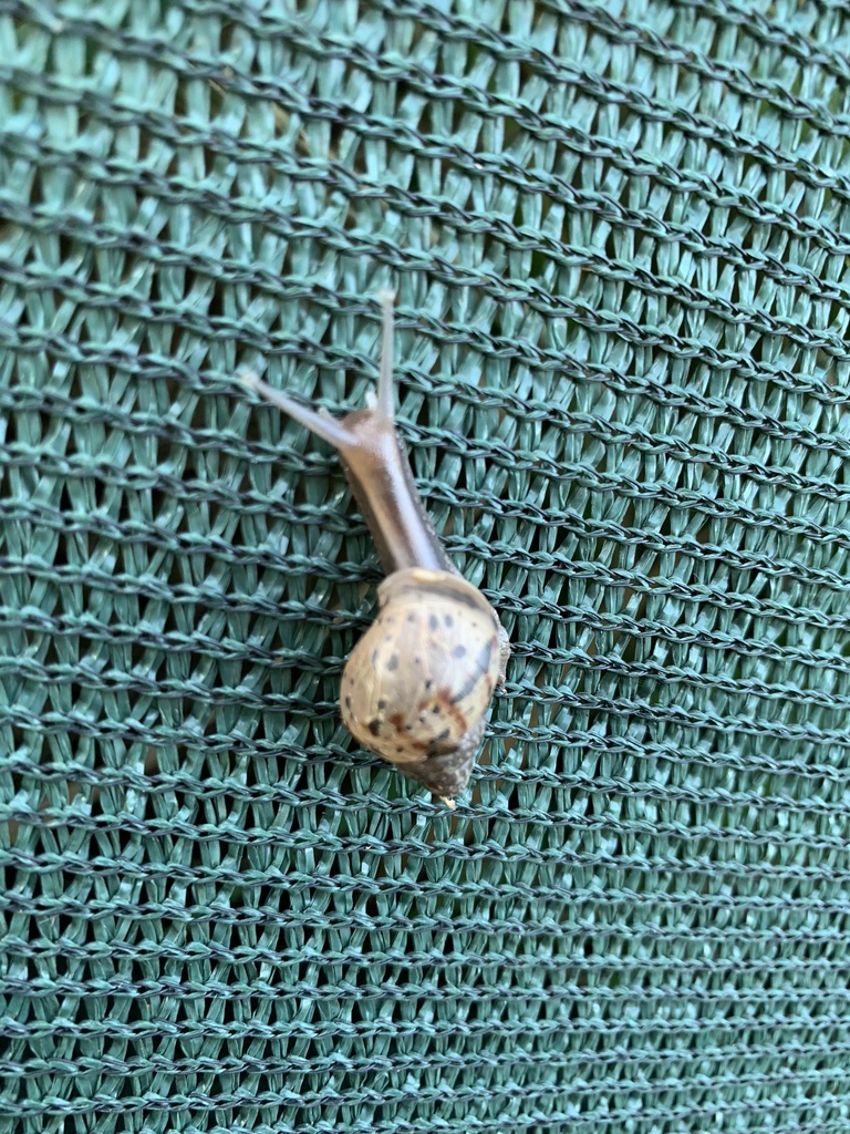 African Giant Snail from Kauai County, USHI, US on December 27, 2018