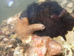 Styelidae