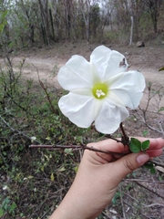 Ipomoea arborescens