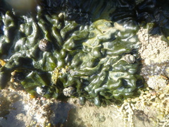 Codium convolutum