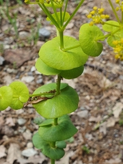 Smyrnium perfoliatum image
