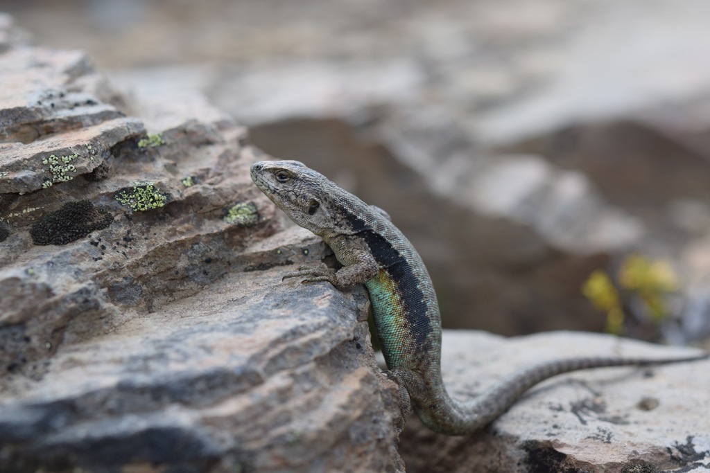 Leftraru's Lizard