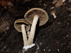 Simocybe largispora