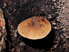 Simocybe largispora