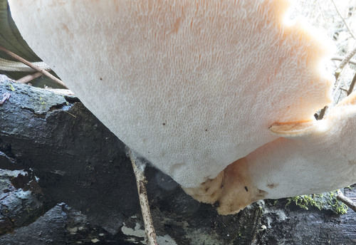 Bresadolia craterellus image