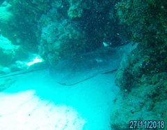 Pateobatis jenkinsii