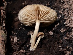 Simocybe largispora