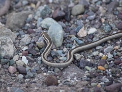 Philodryas chamissonis