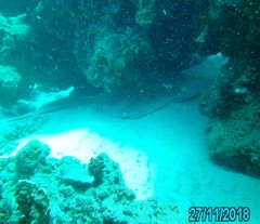 Pateobatis jenkinsii