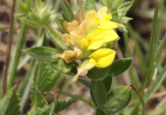 Leobordea divaricata