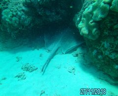 Pateobatis jenkinsii