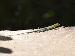Liolaemus tenuis