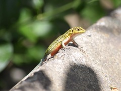 Liolaemus tenuis