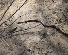 Philodryas chamissonis