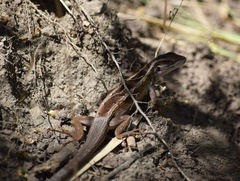 Liolaemus schroederi