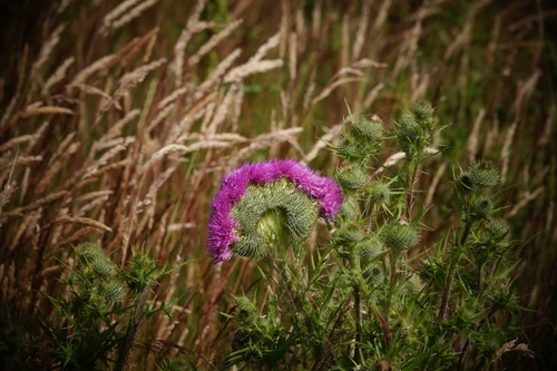 Bull Thistle (Cirsium vulgare)