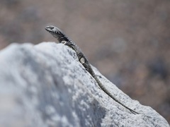 Liolaemus villaricensis