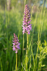 Dactylorhiza sibirica