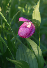 Cypripedium macranthos